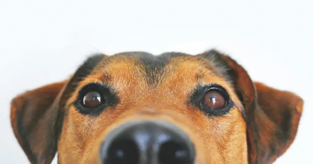 Quién se queda con la mascota en un divorcio o separación